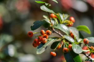 Maintenance and management of Pyracantha bonsai