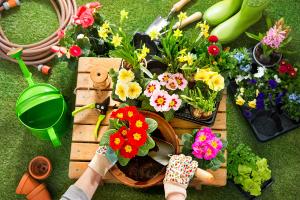 Making and appreciation of Calla Lily and Anthurium andraeanum flower arrangement