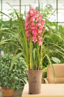 Post flowering maintenance of Cymbidium hybridum