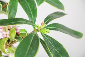 How to raise Daphne odora in Phnom Penh in winter