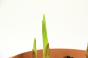 How to make Gladiolus bloom in four seasons