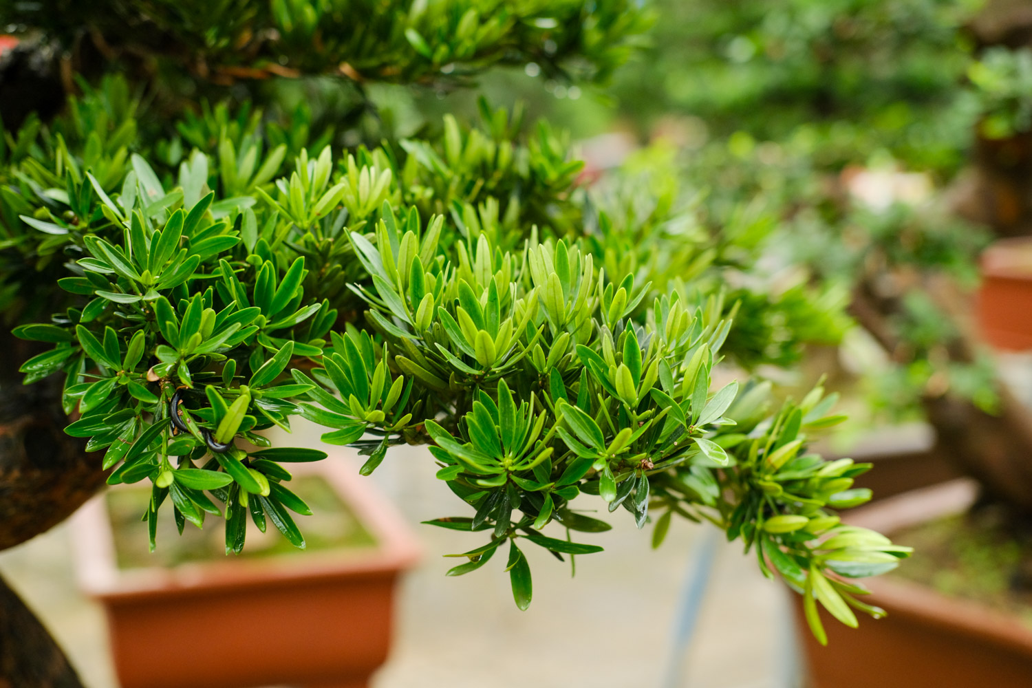 Podocarpus