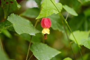 How does creeping Campanula flower reproduce