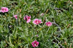 A complete collection of propagation methods of Carnation