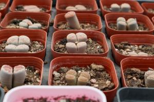 The whole process of stone flower from pollination and seed collection to seedling management