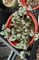 Decapitation cutting method of antler Begonia