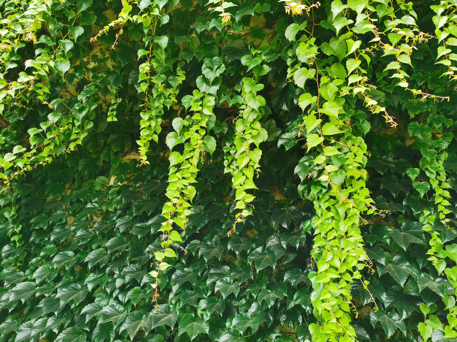 ivy