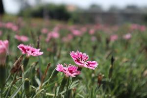 Four season curing method of Carnation