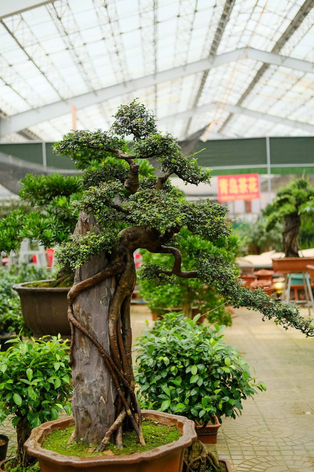 bonsai