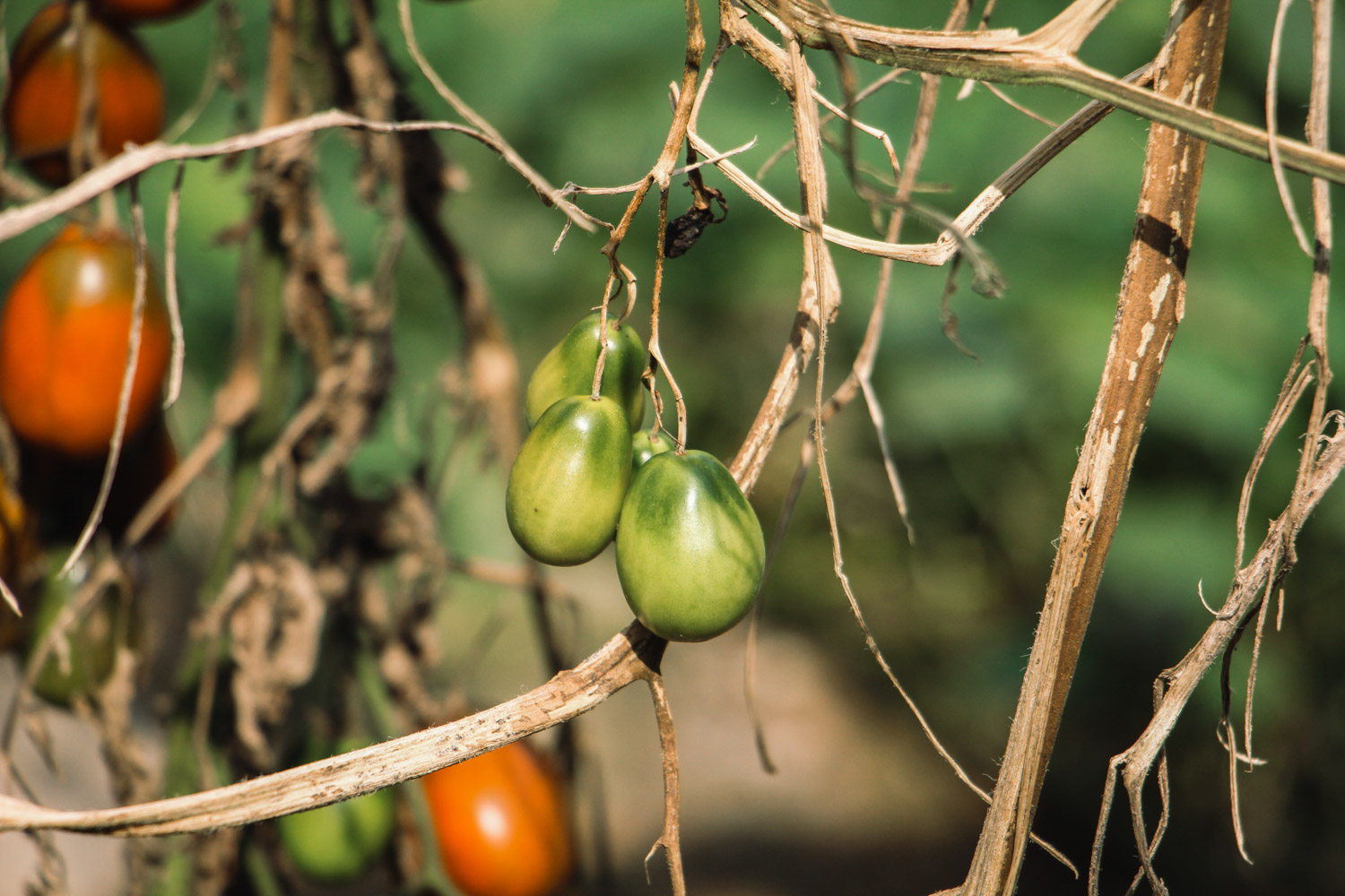 tomato