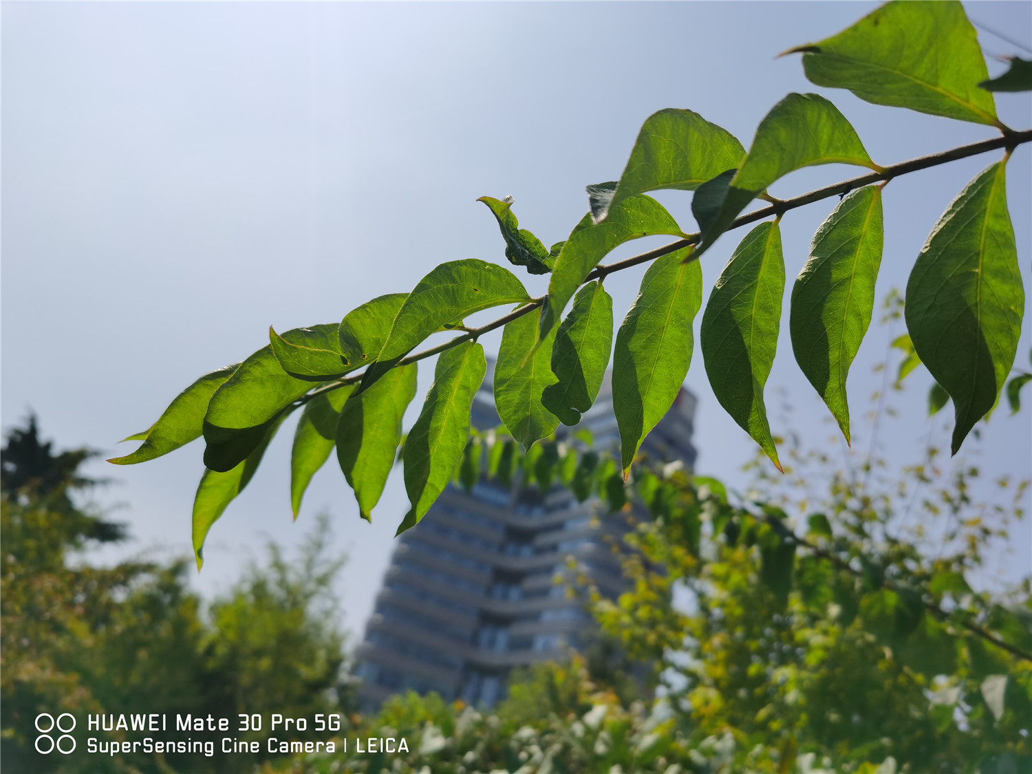 Honeysuckle