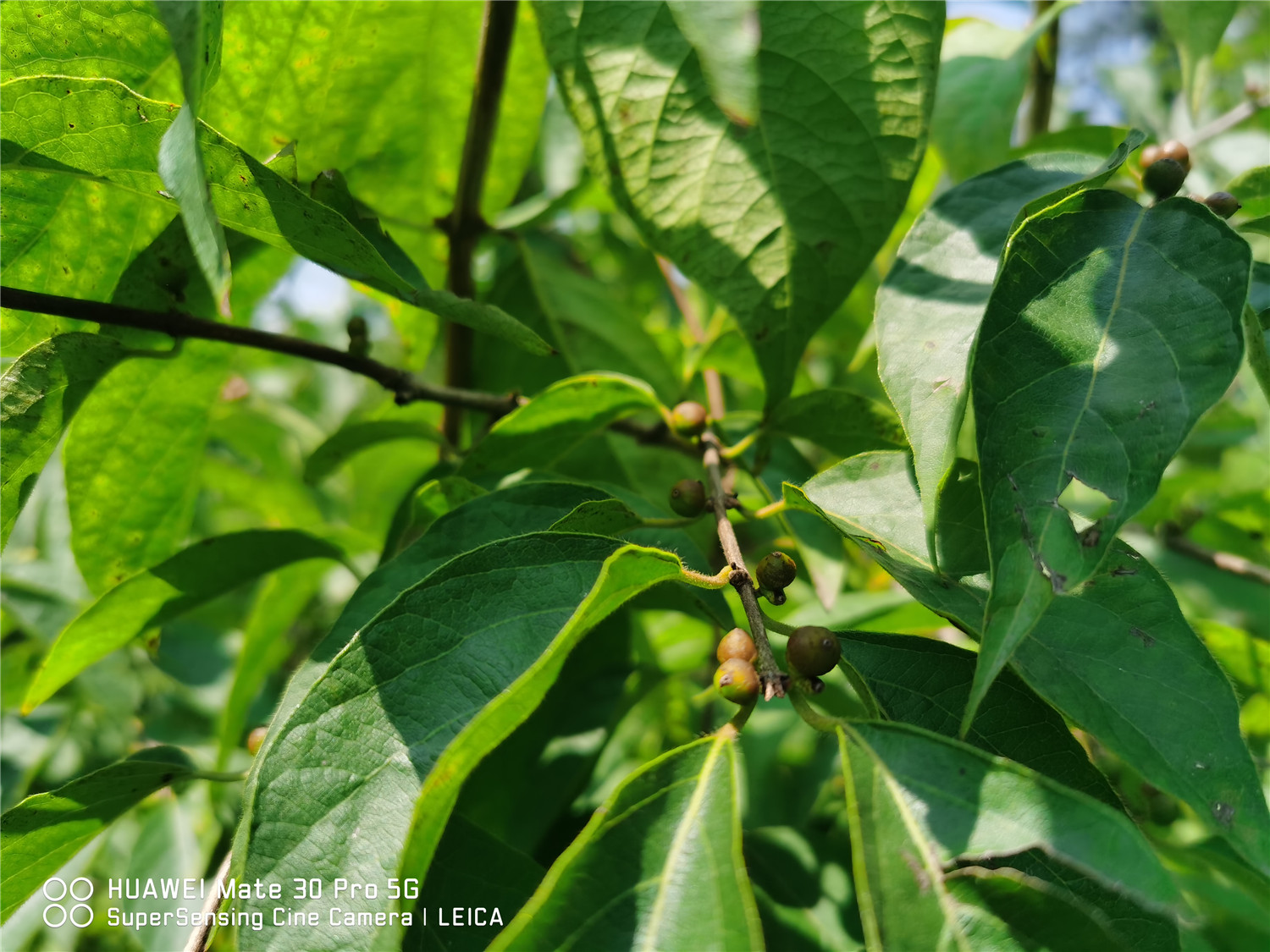 Honeysuckle