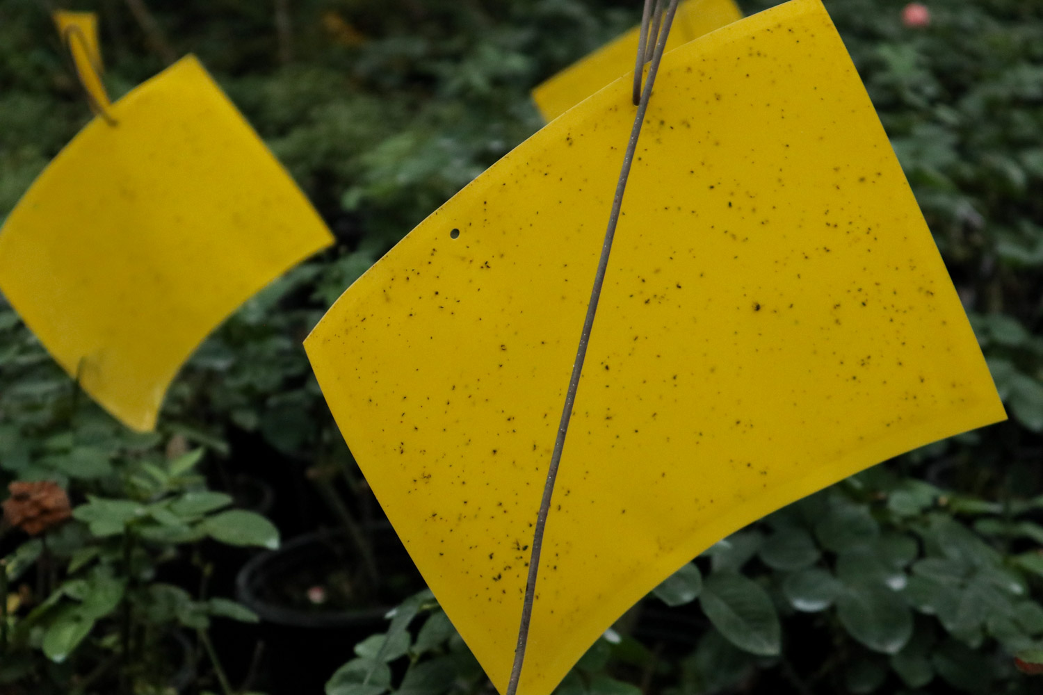 Yellow board