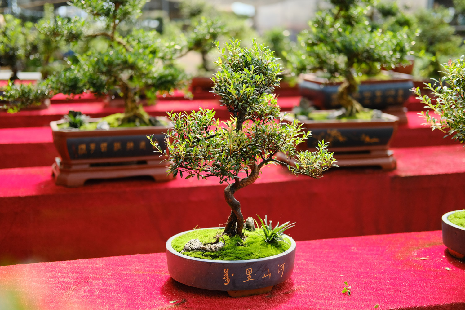 bonsai