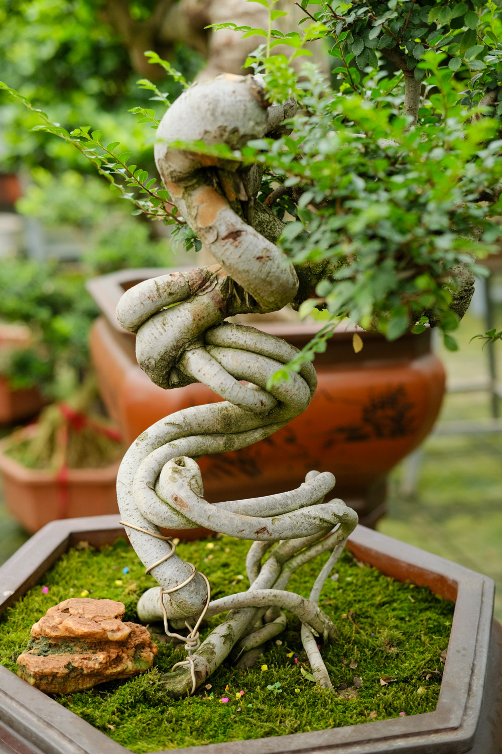 bonsai