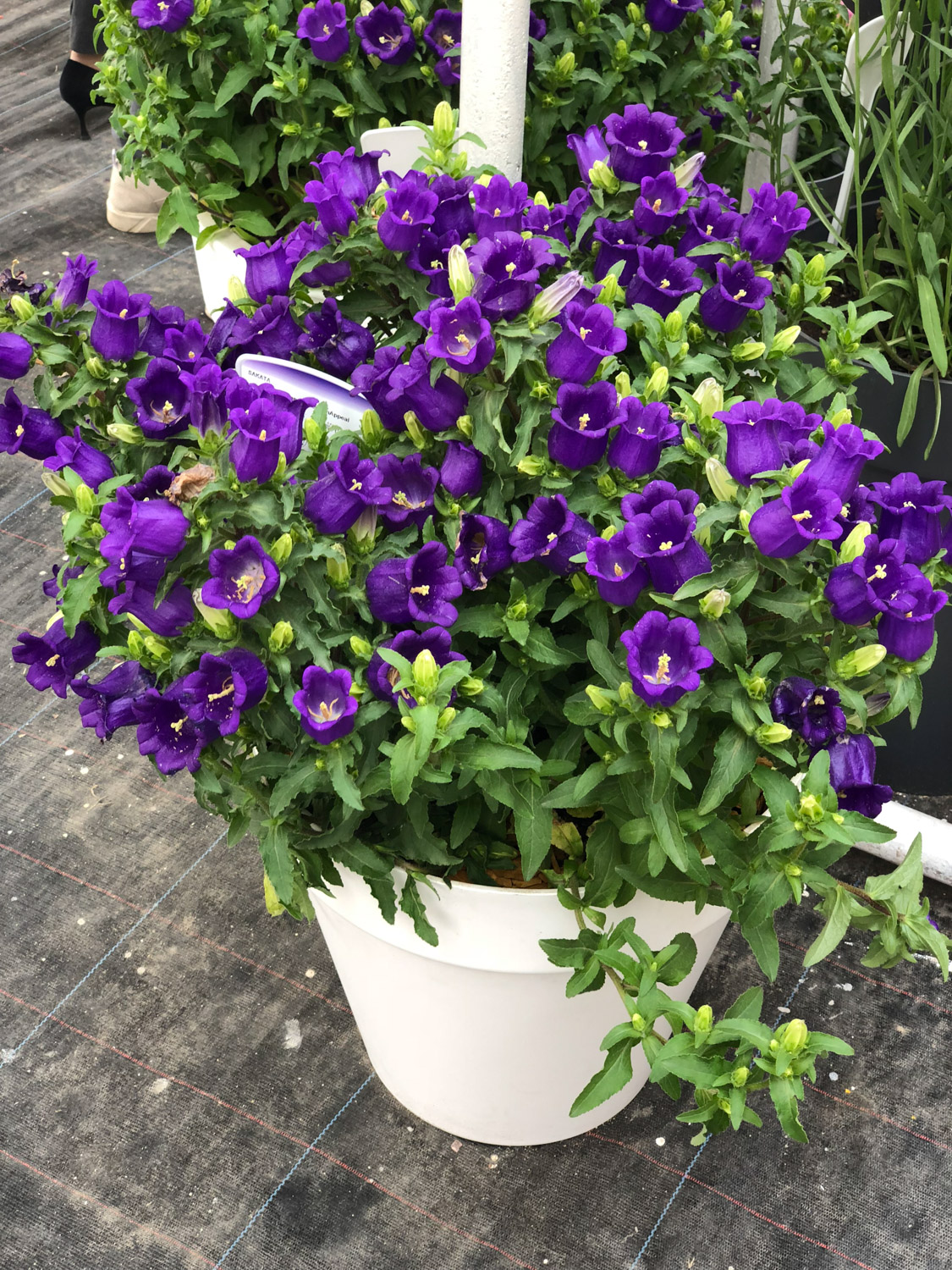 Bellflower