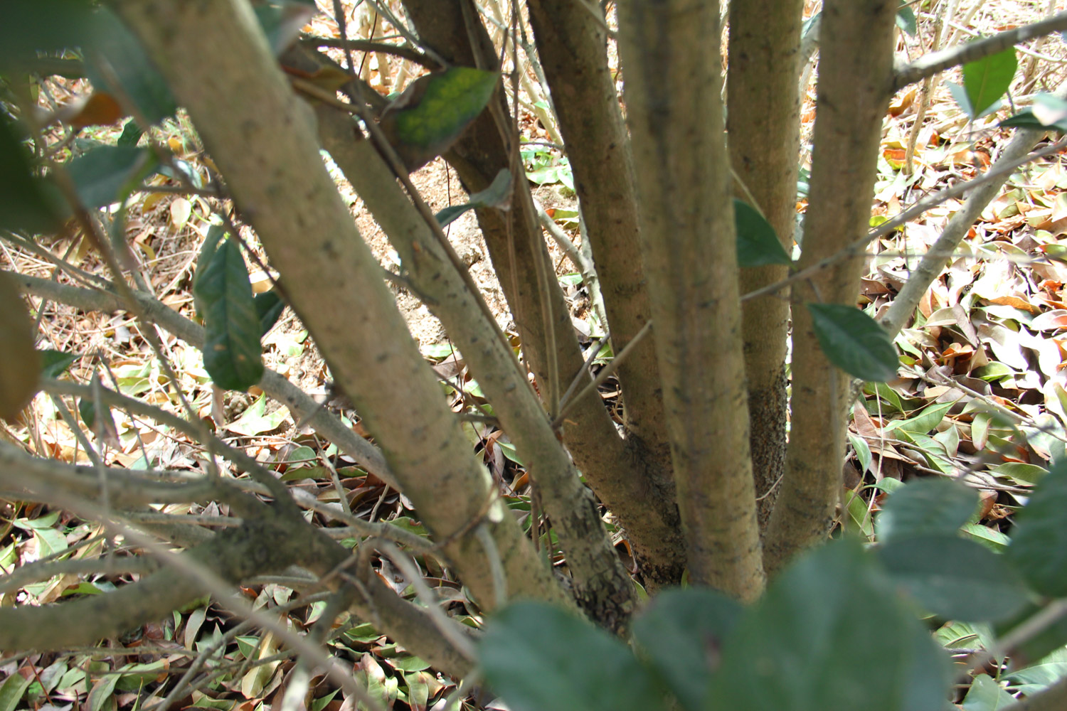 sweet-scented osmanthus