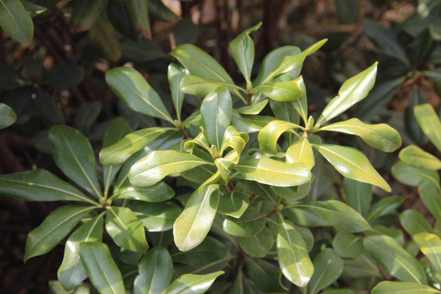 pittosporum tobira