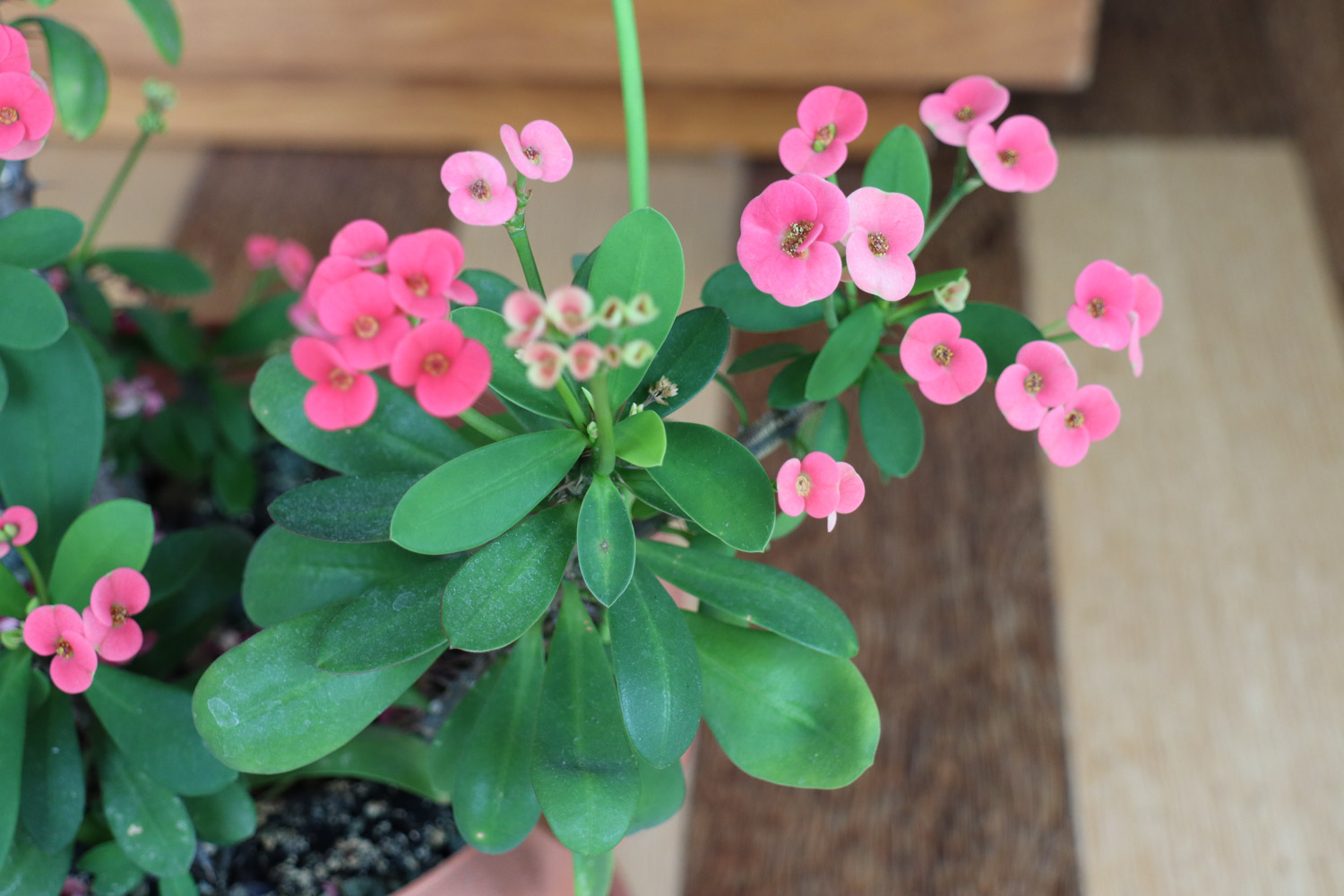 crown-of-thorns euphorbia