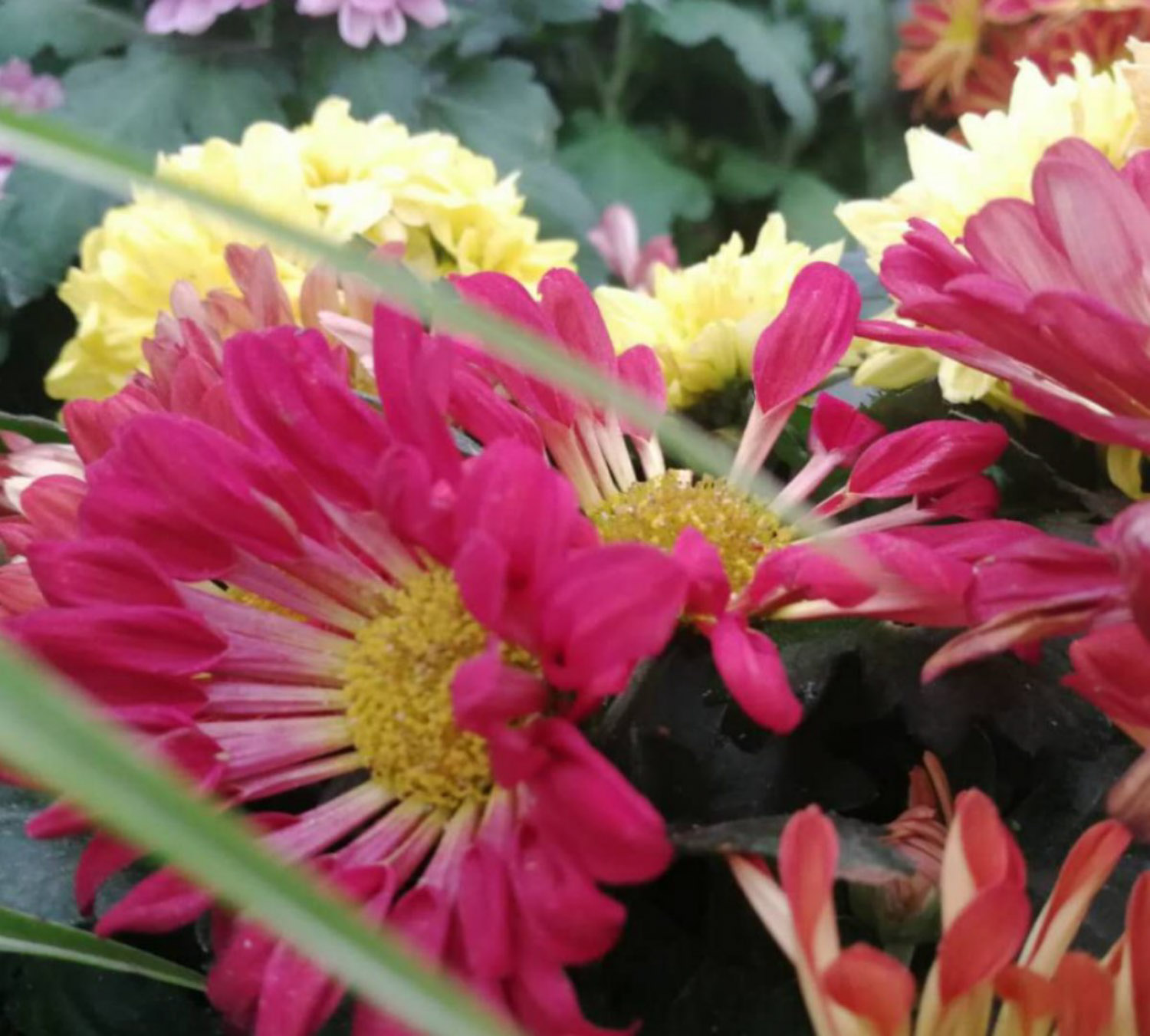 Chrysanthemum