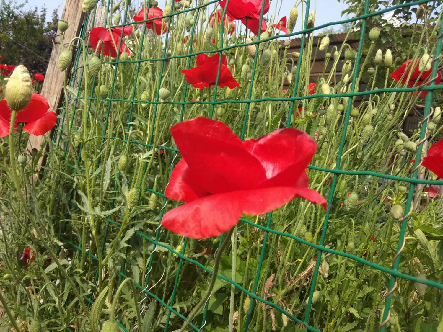 corn poppy