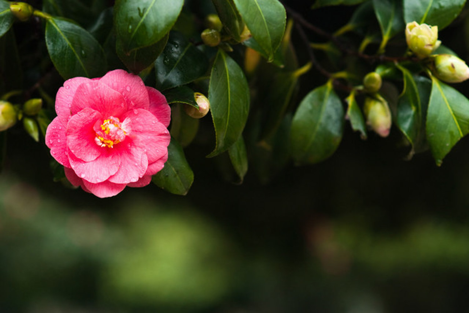 Camellia