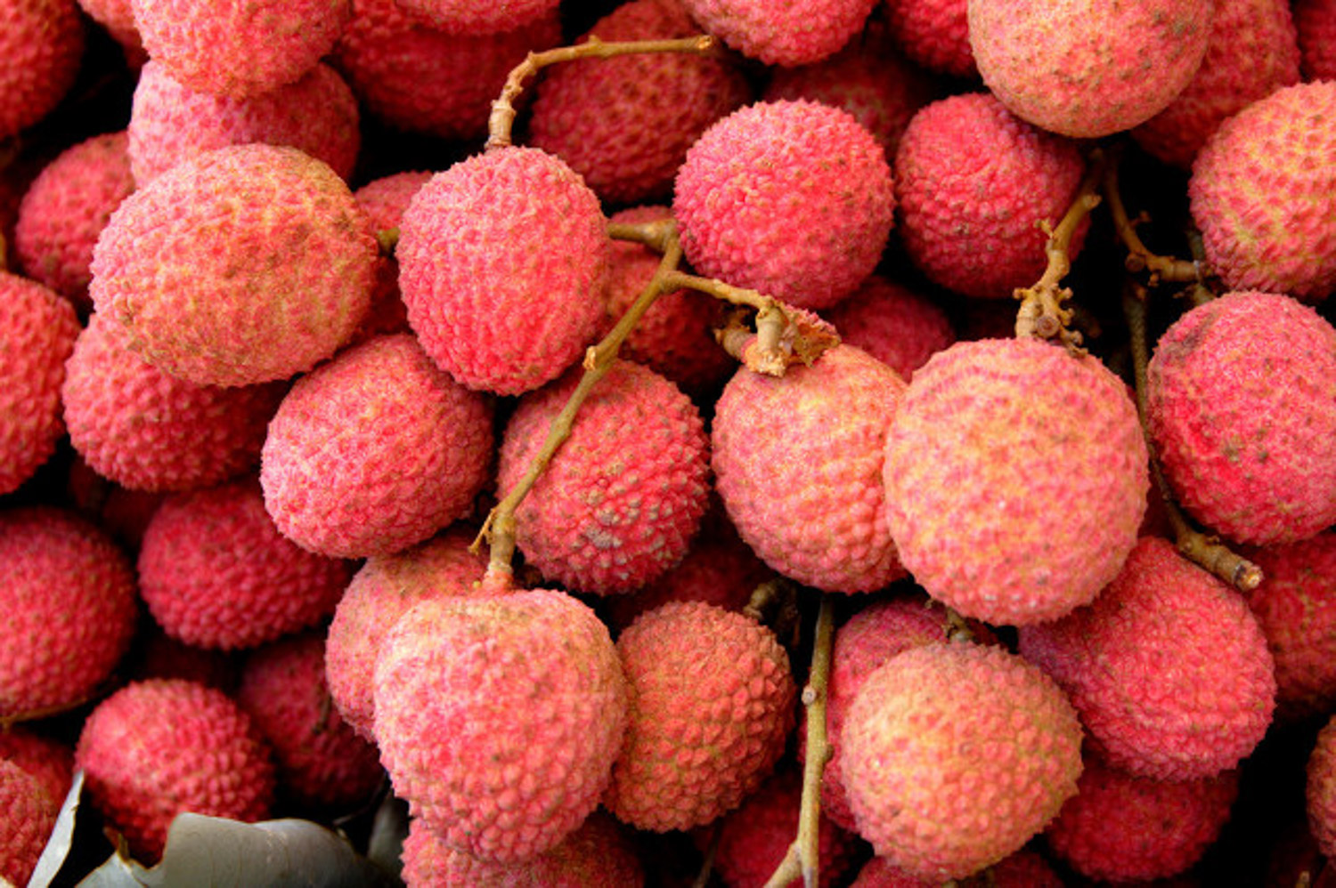 litchi