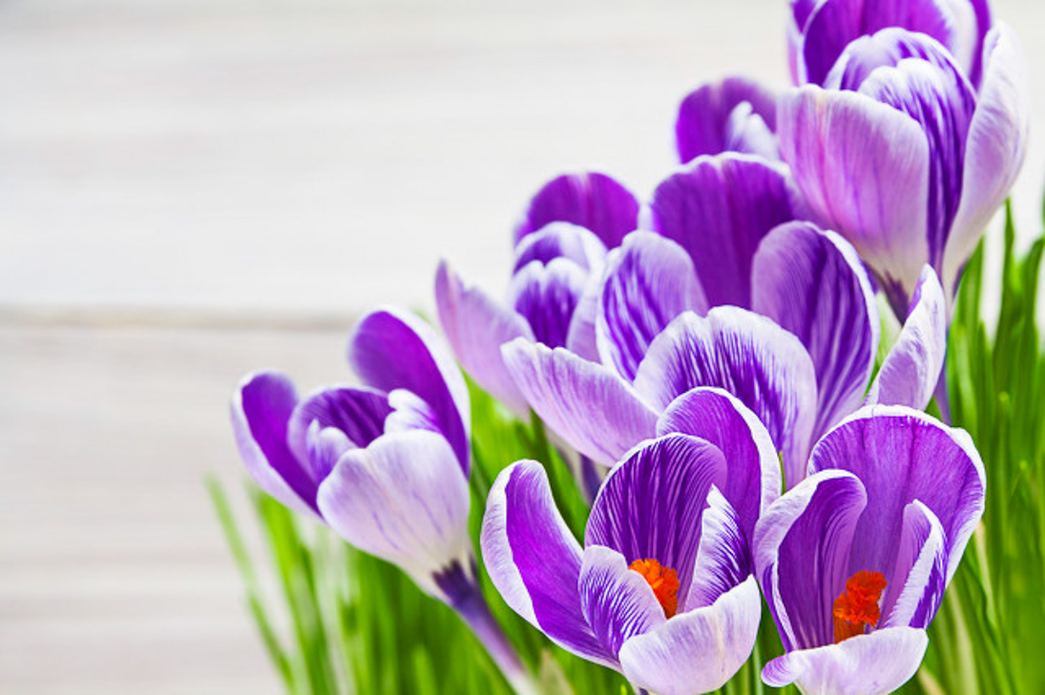 crocus sativus