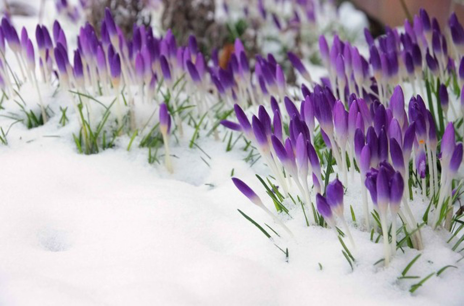 crocus sativus