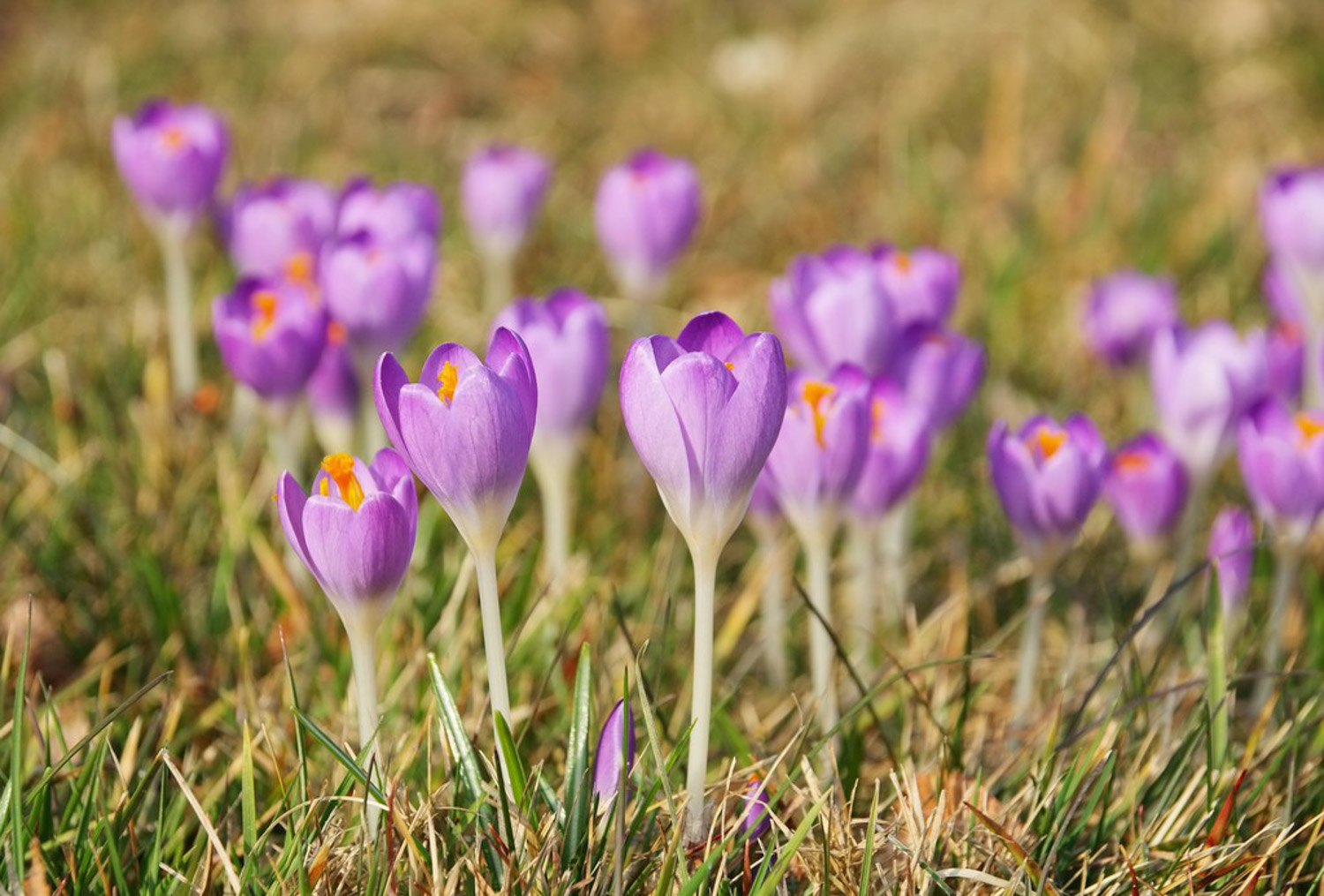 crocus sativus