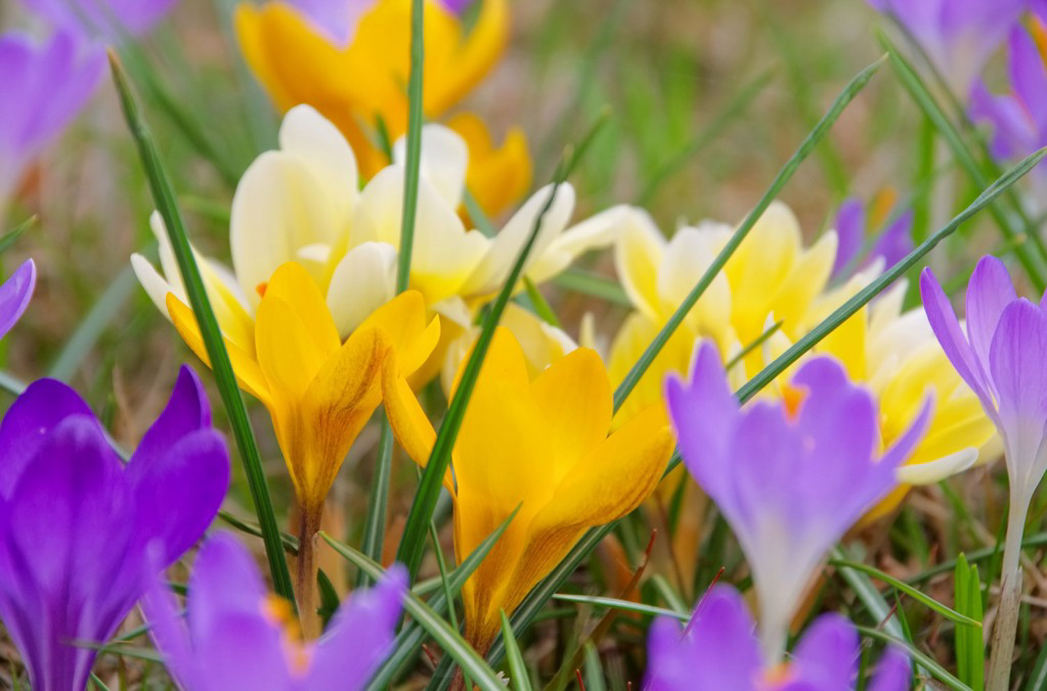 crocus sativus