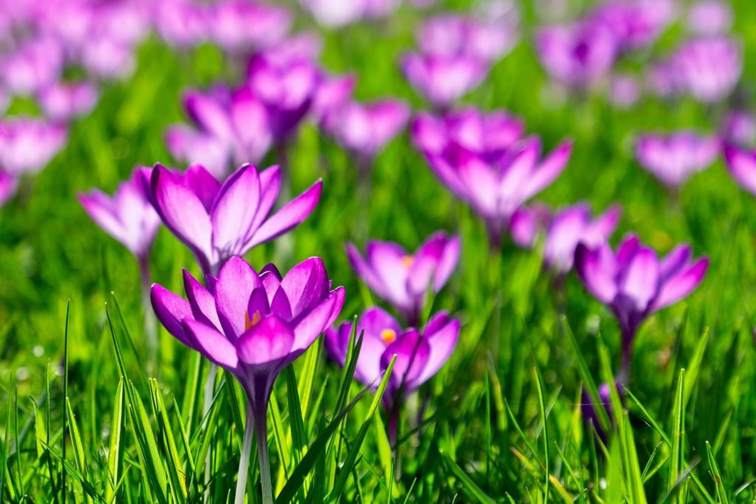 crocus sativus