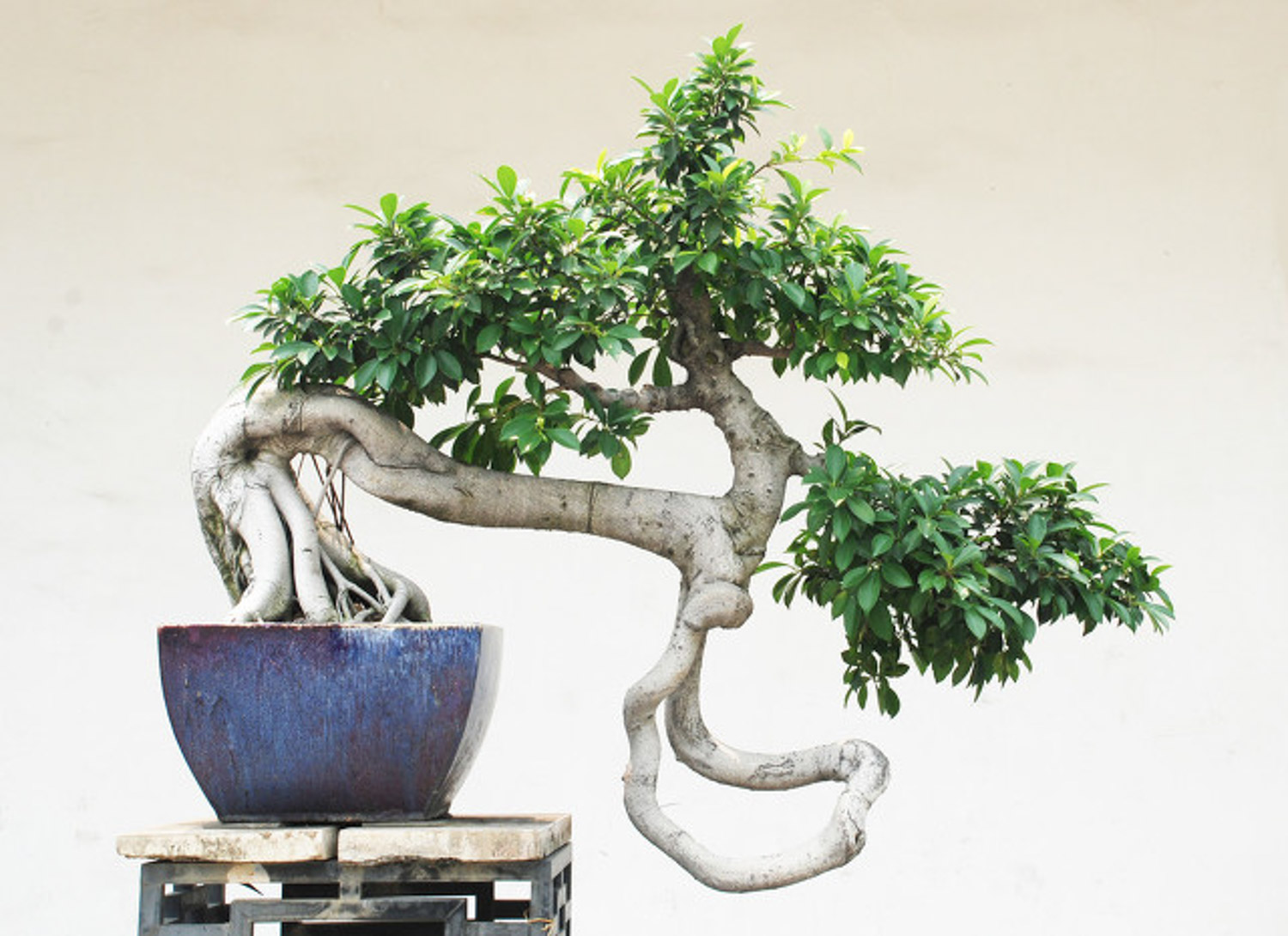 bonsai