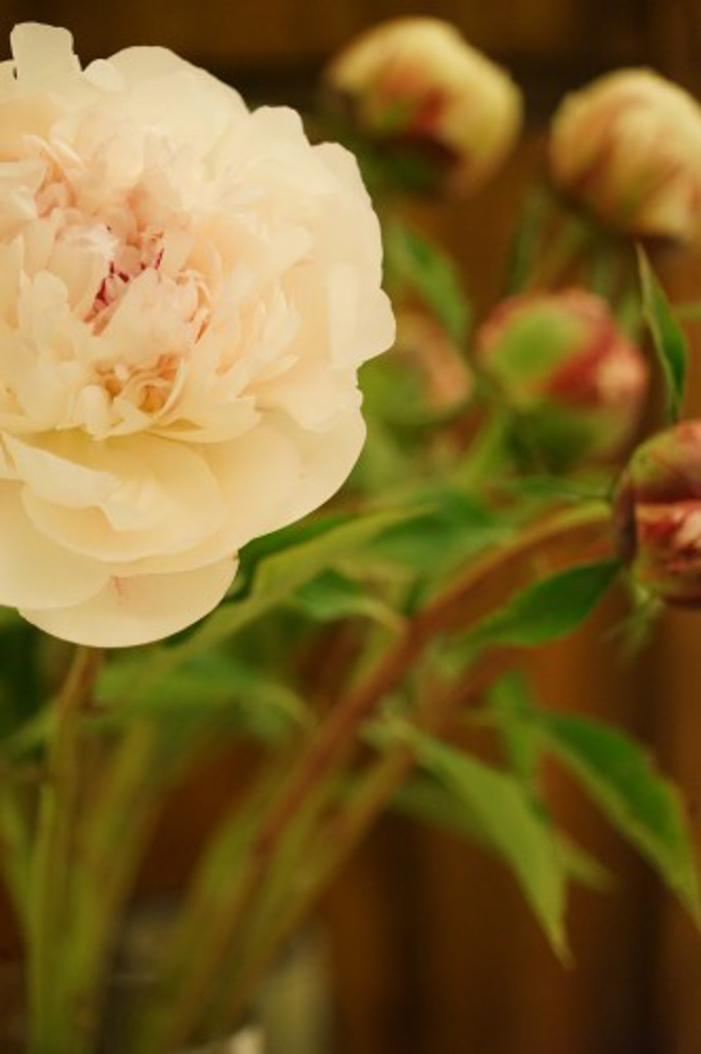 Chinese herbaceous peony