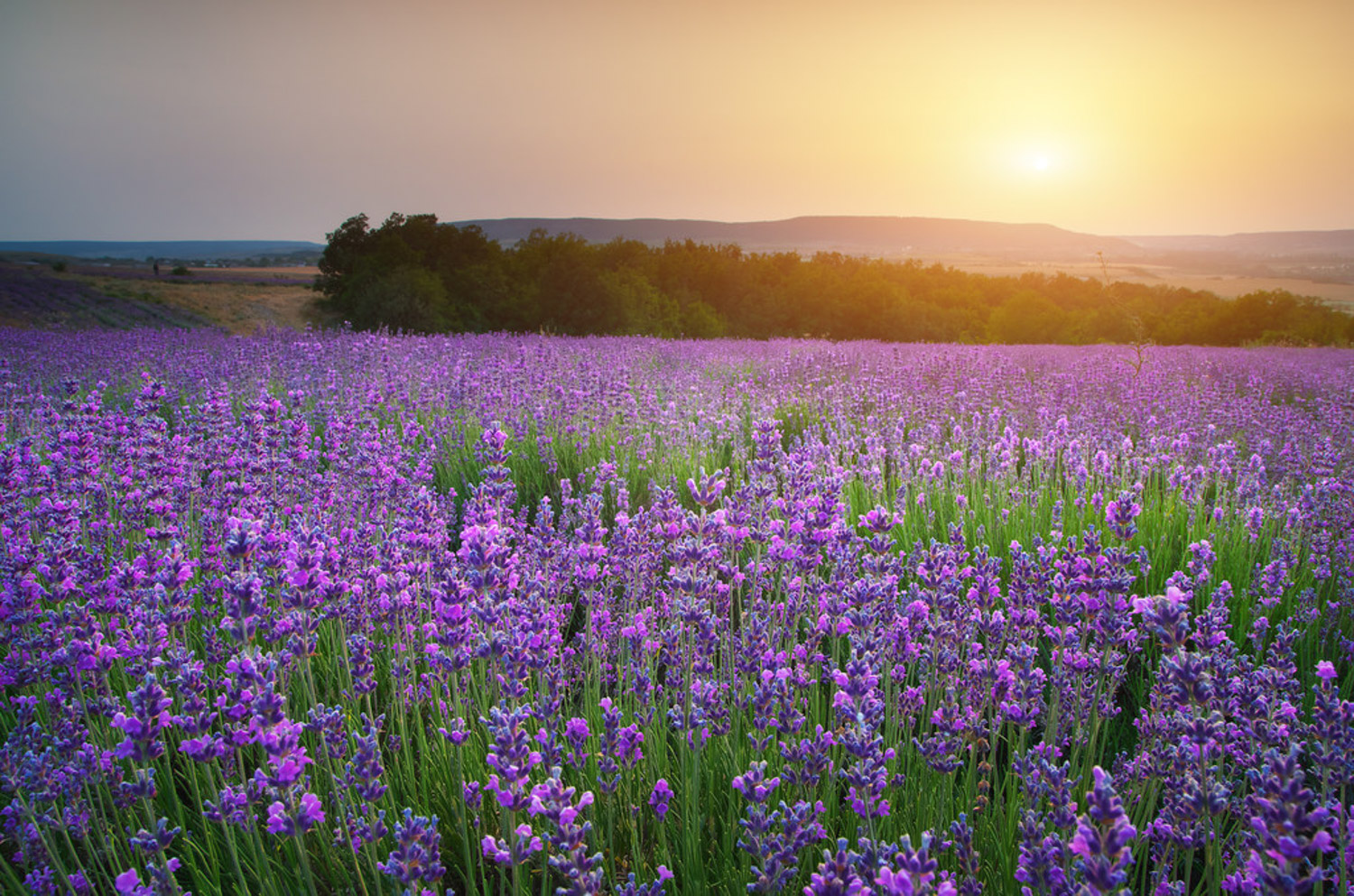 Lavender