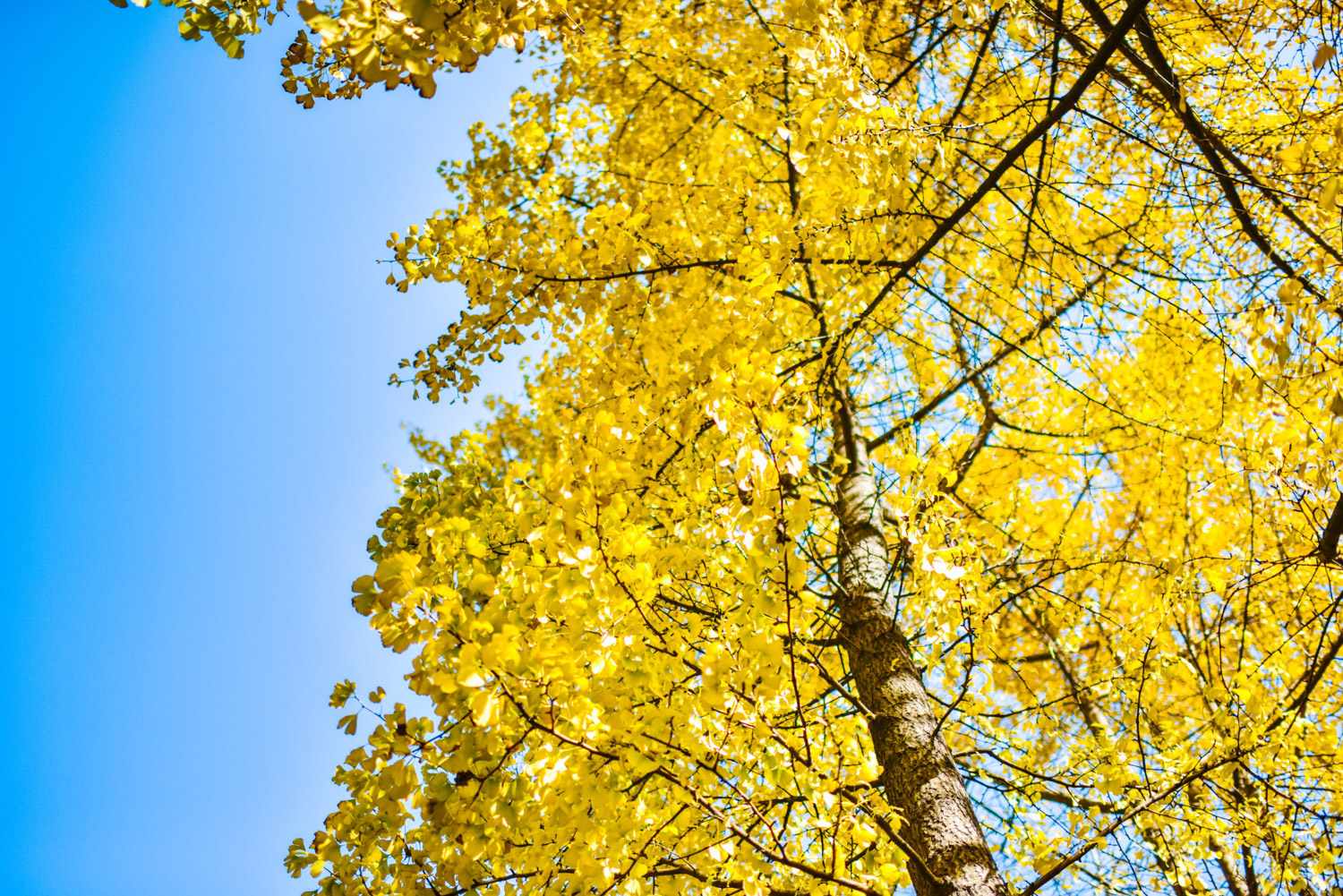 ginkgo