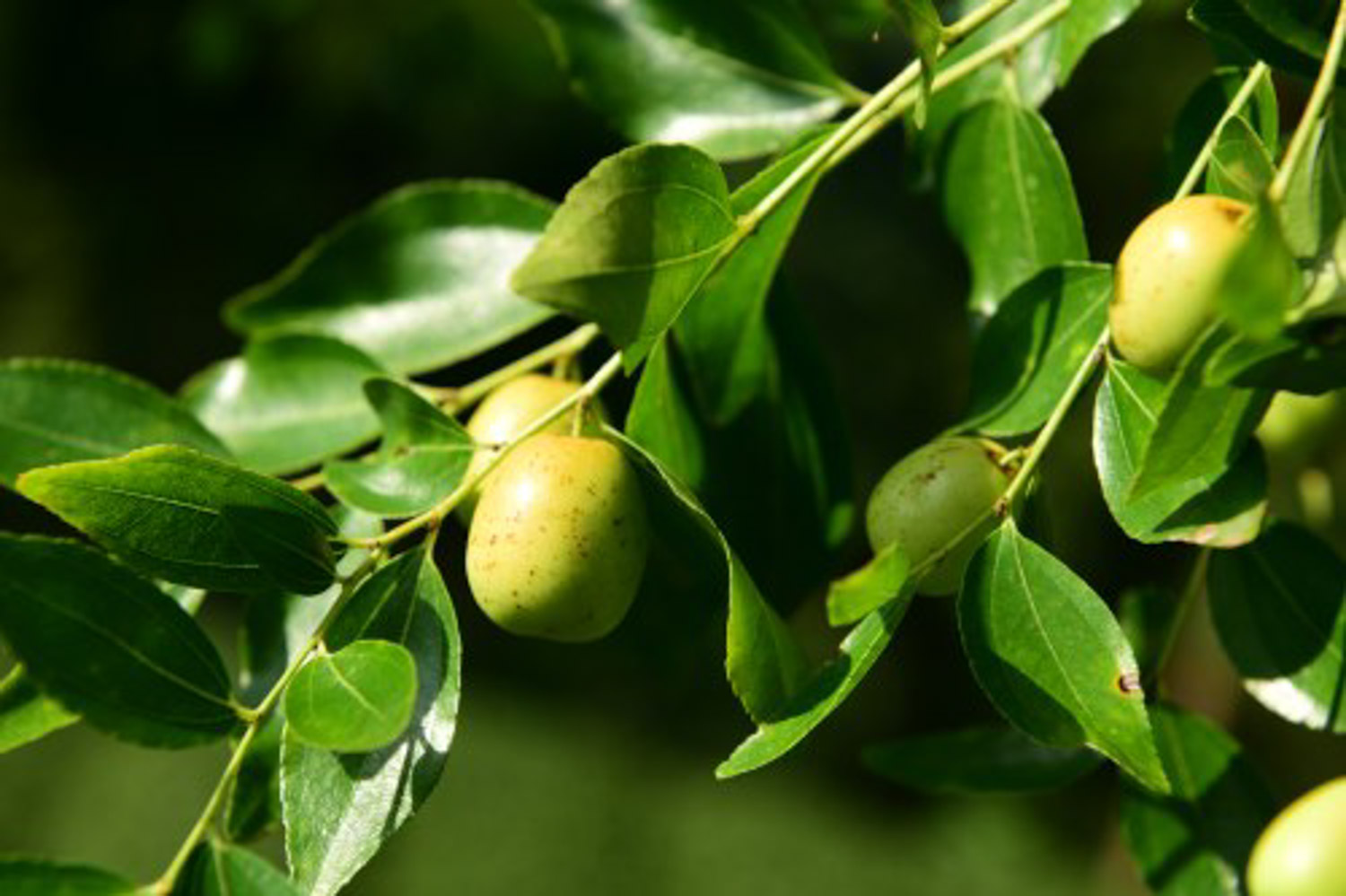 jujube tree