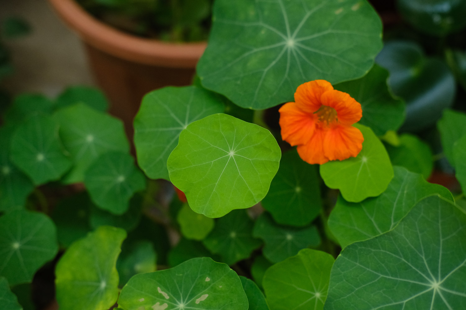 garden nasturtium