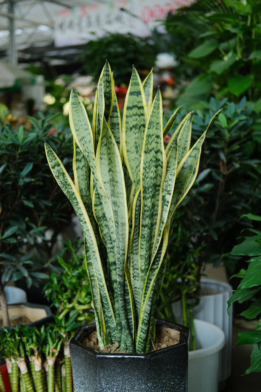 Sansevieria trifasciata