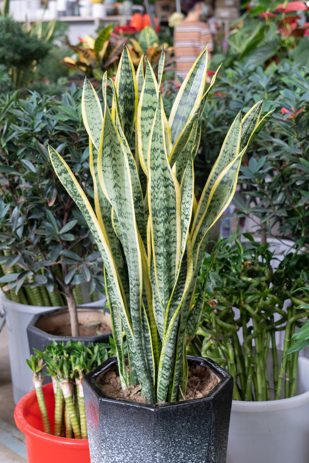 Sansevieria trifasciata