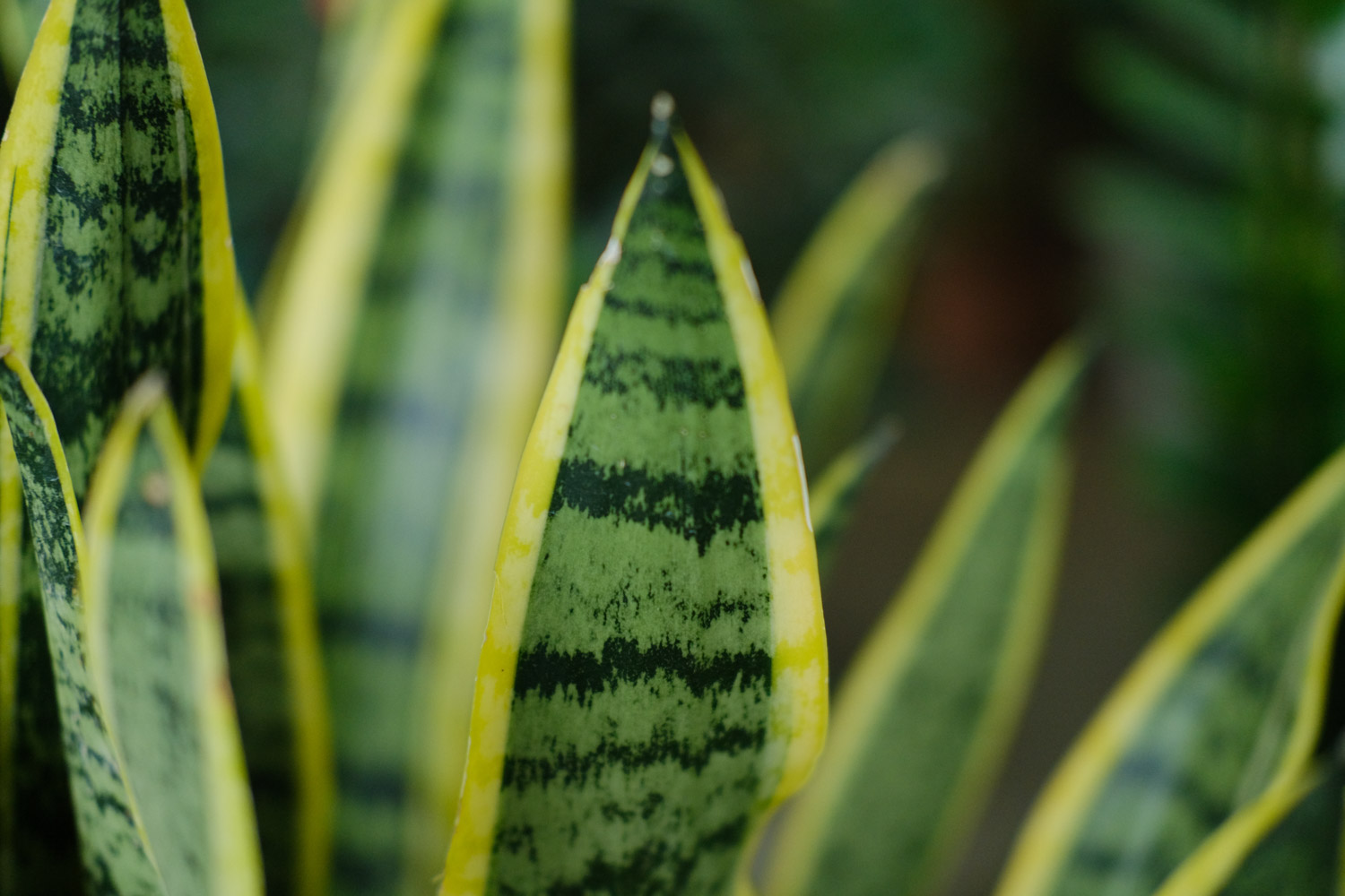 Sansevieria trifasciata