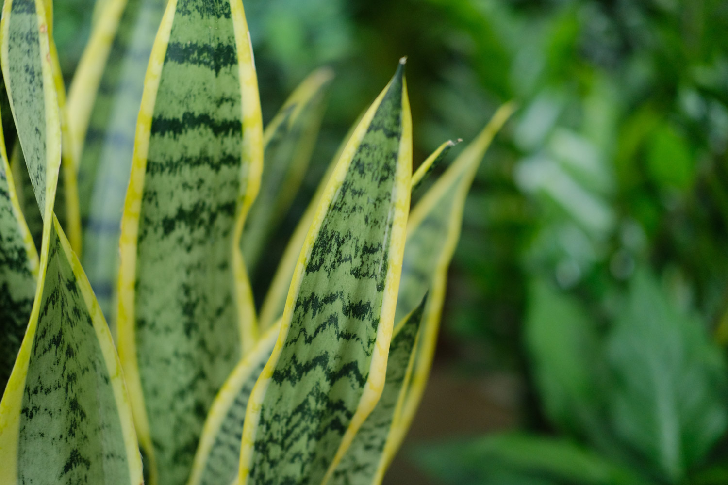 Sansevieria trifasciata