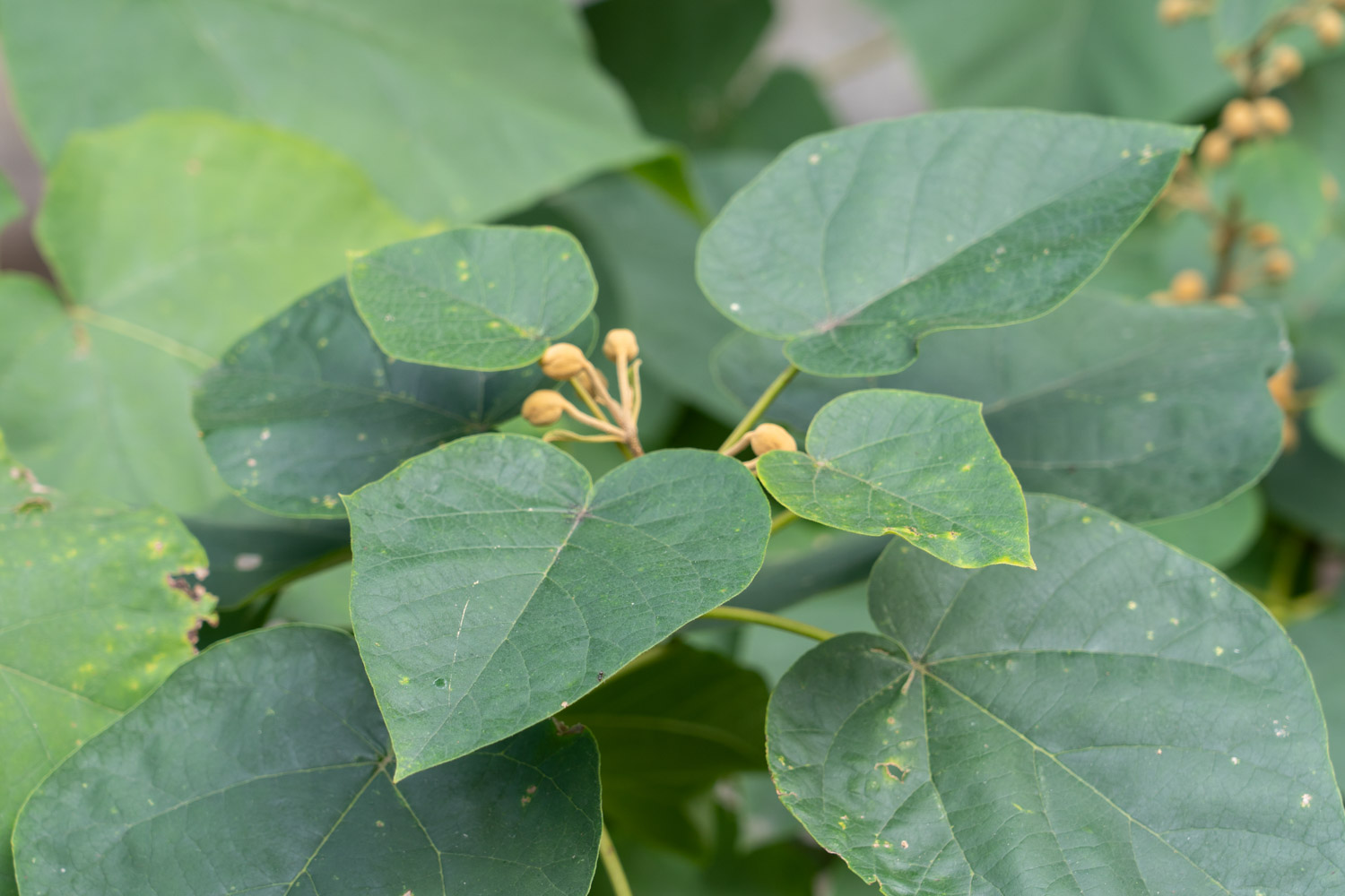 Paulownia tree life, flowering time - Flower wiki