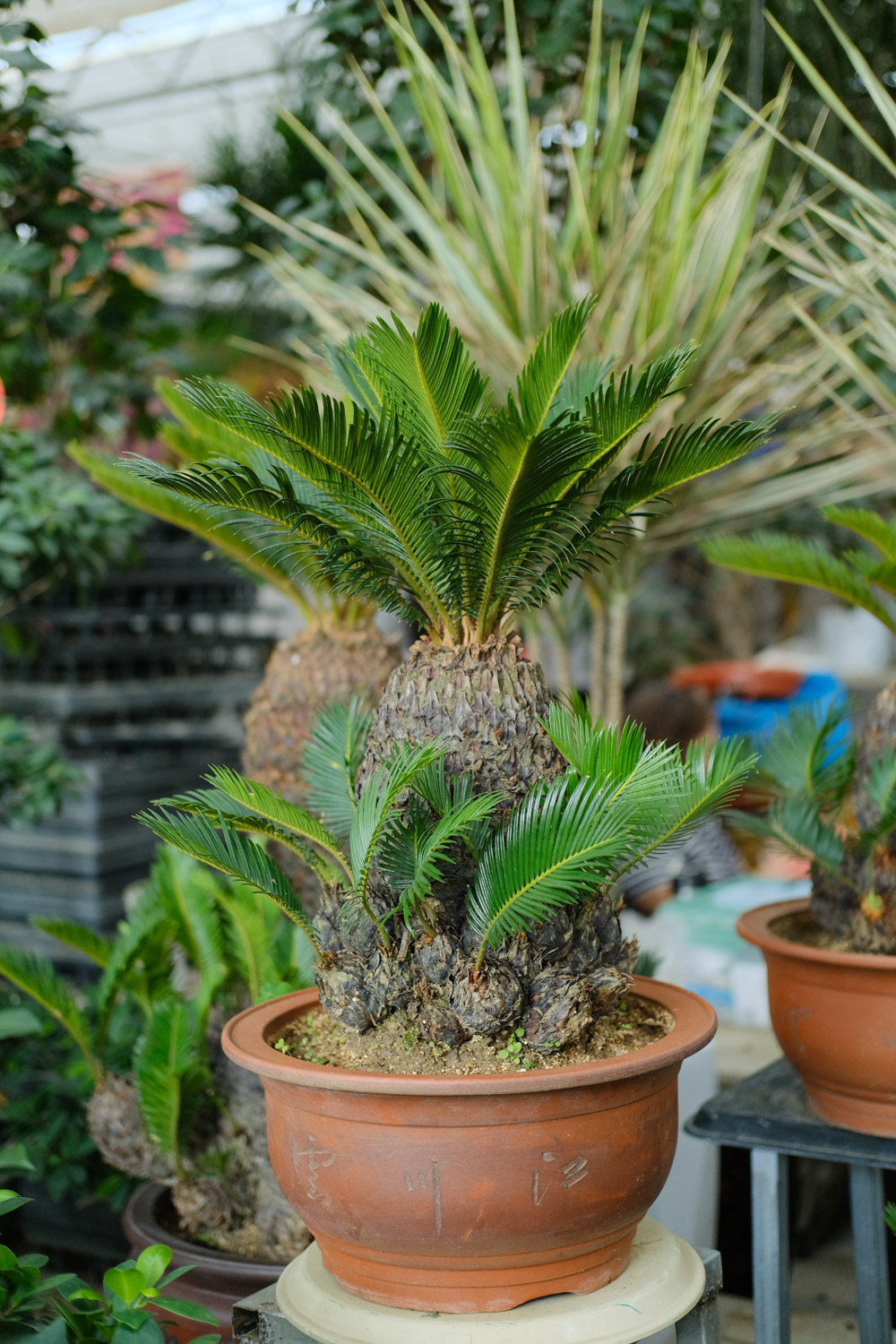 Cycas