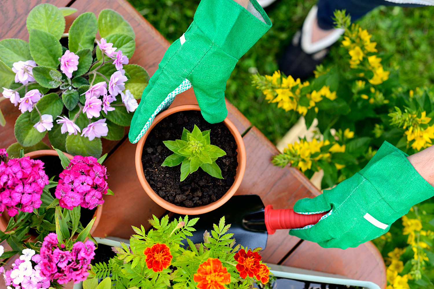 flowers and plants