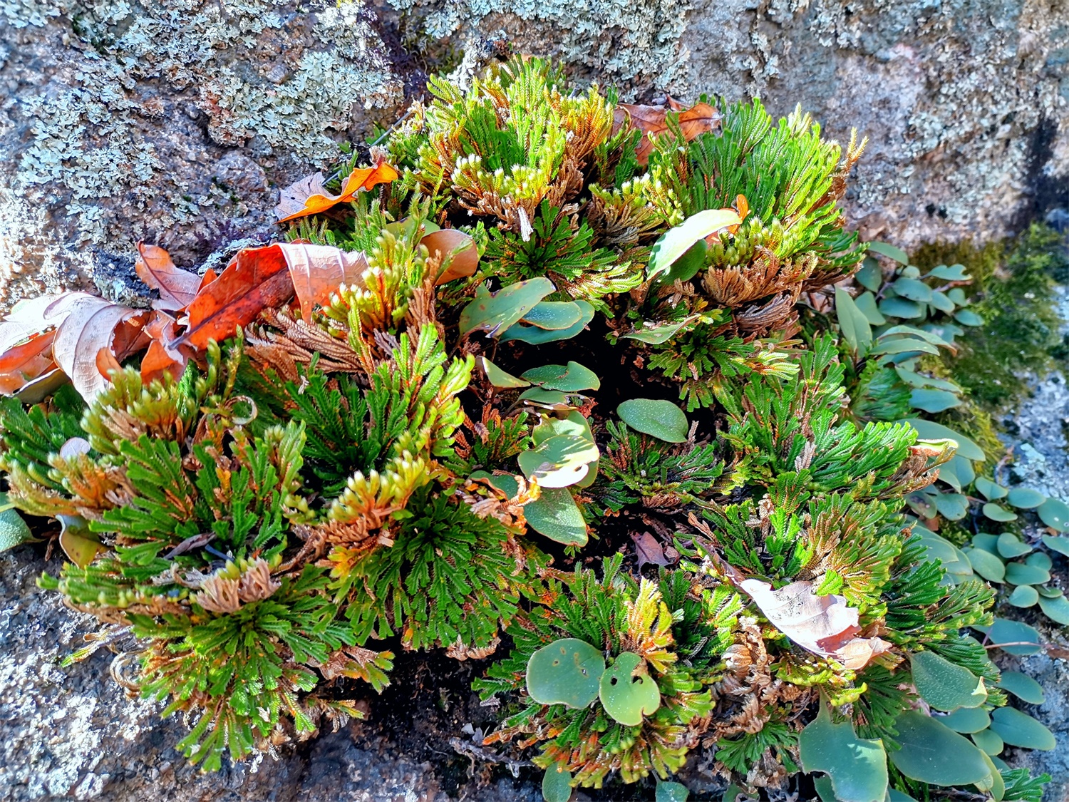 Selaginella