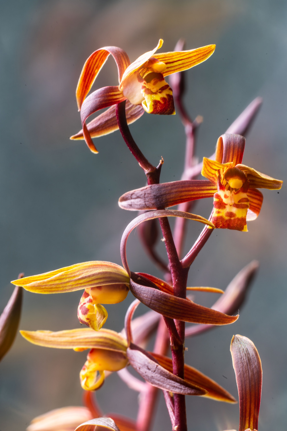 Chinese cymbidium