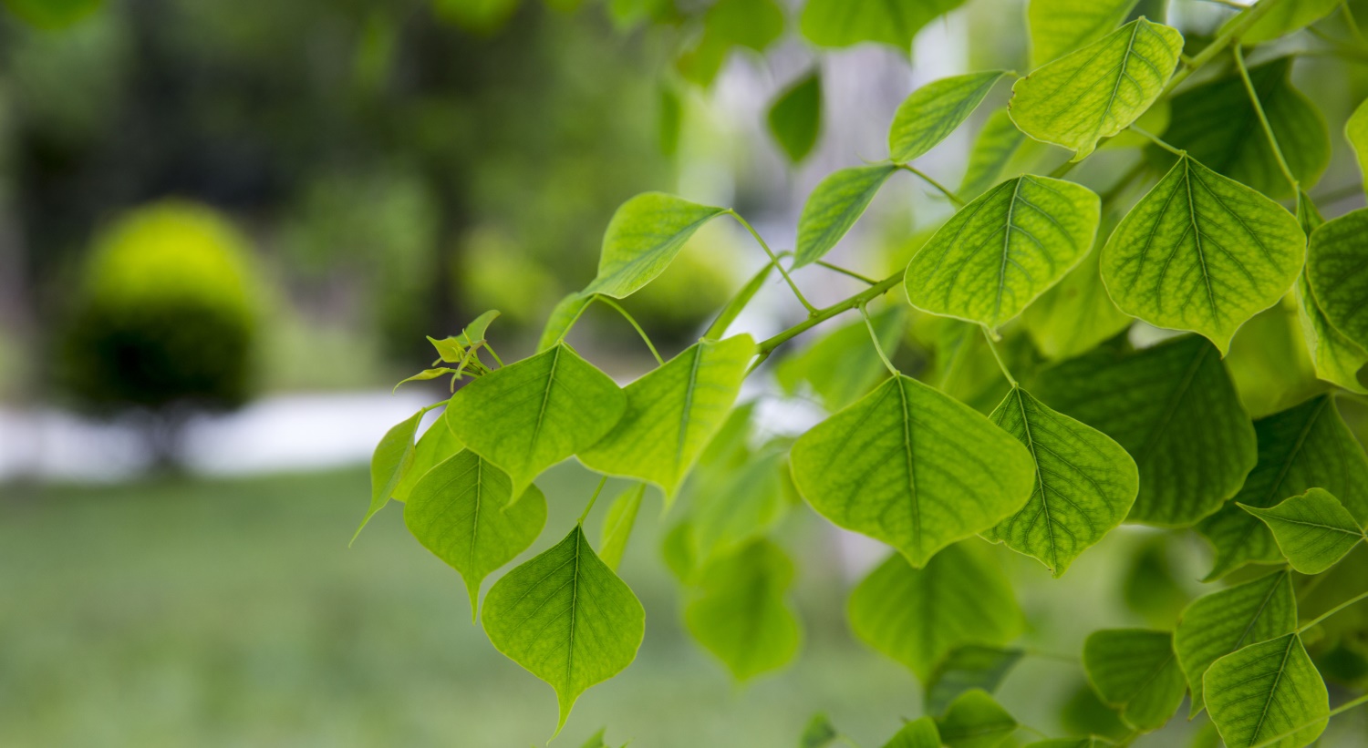bodhi tree