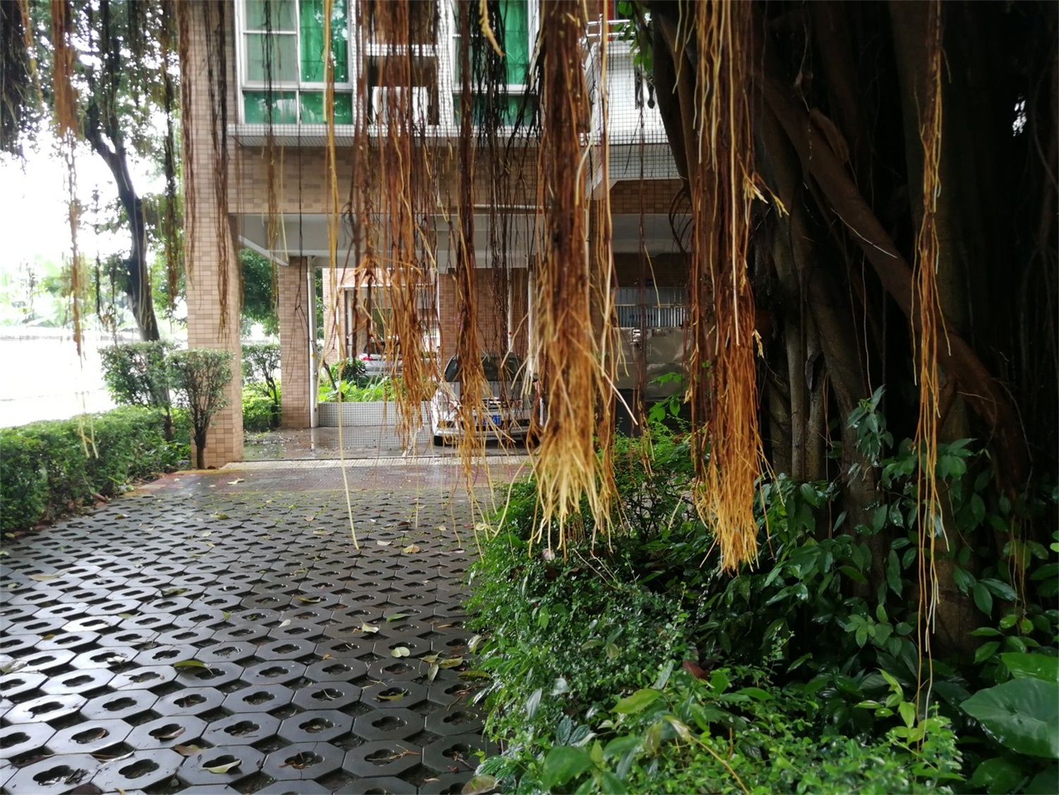 banyan