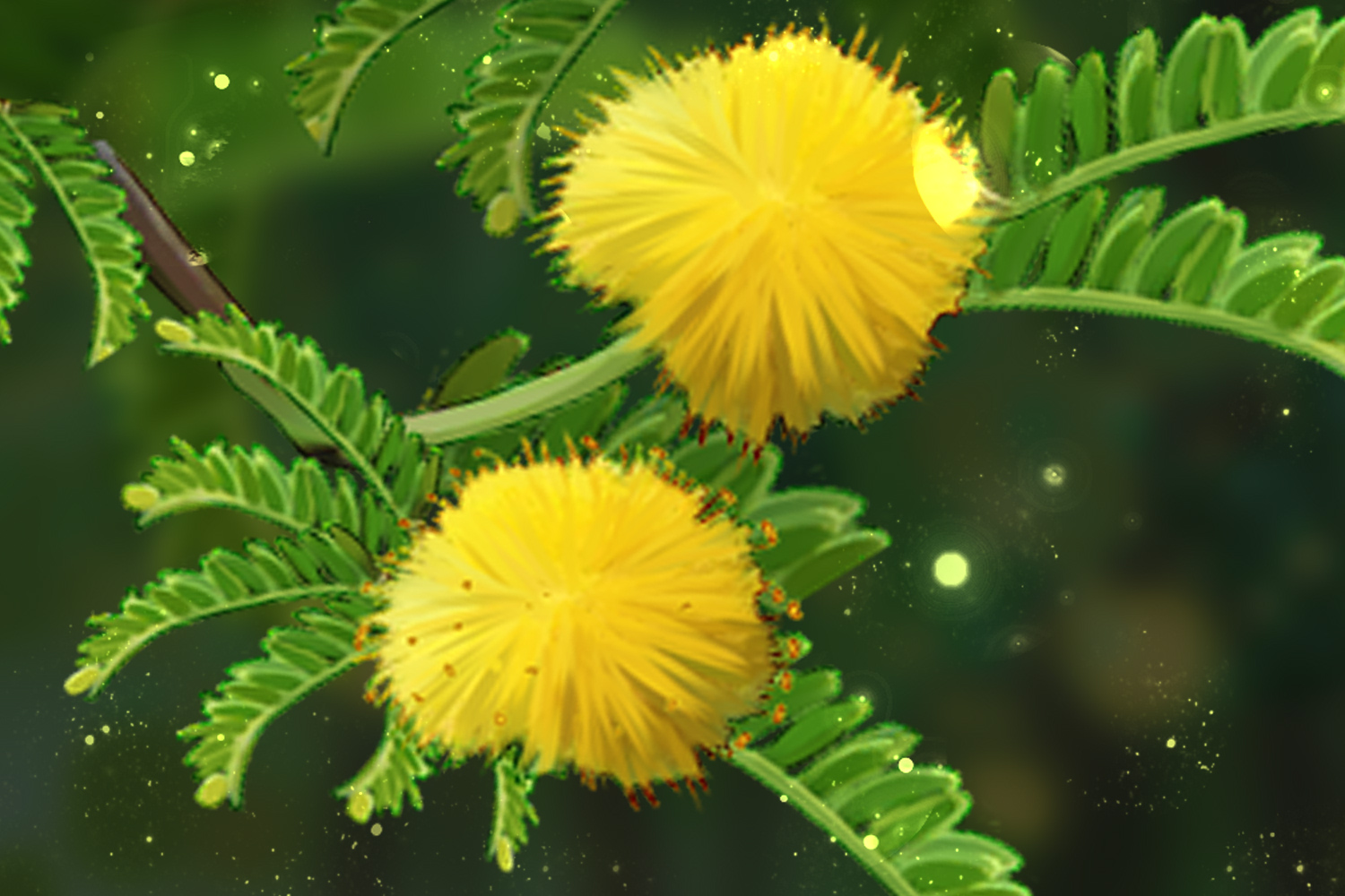 Acacia